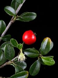 Cotoneaster dammeri: Fruit and remains of flower
 Image: D. Glenny © Landcare Research 2017 CC BY 3.0 NZ